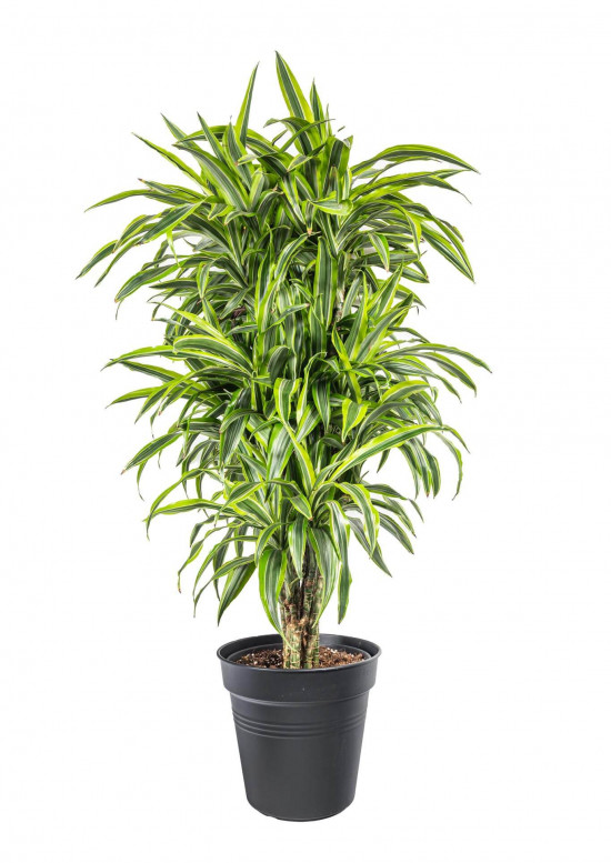 Dračinec citrusový, Dracaena Lemon Lime, vícevýhonový, průměr květináče 27 cm