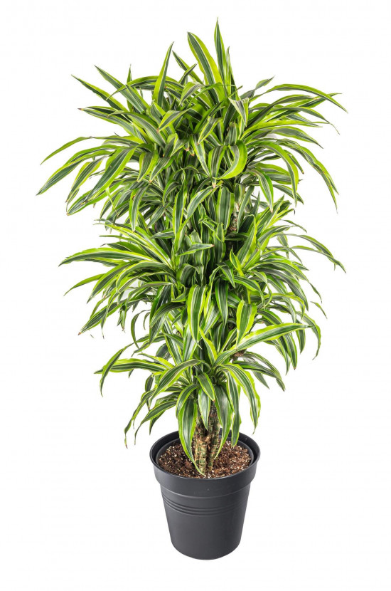 Dračinec citrusový, Dracaena Lemon Lime, vícevýhonový, průměr květináče 27 cm-23346