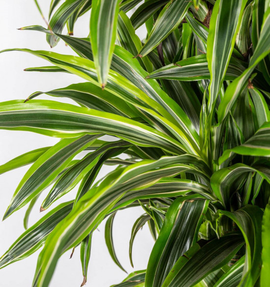 Dračinec citrusový, Dracaena Lemon Lime, vícevýhonový, průměr květináče 27 cm-23347
