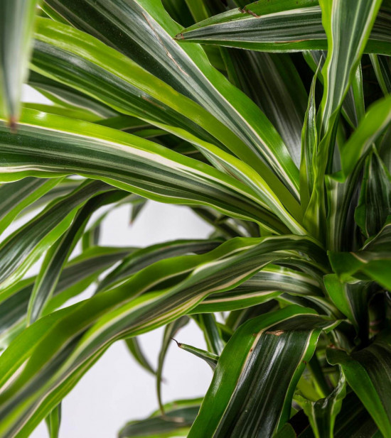 Dračinec citrusový, Dracaena Lemon Lime, vícevýhonový, průměr květináče 27 cm-23348