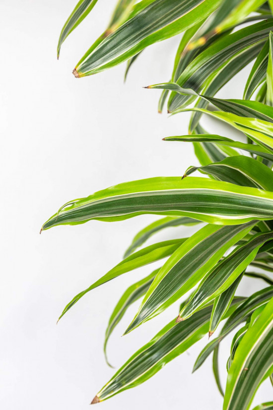 Dračinec citrusový, Dracaena Lemon Lime, vícevýhonový, průměr květináče 27 cm-23349