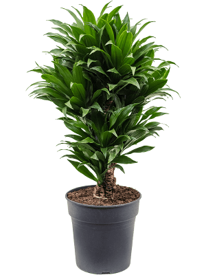 Dračinec compacta, Dracaena Janet Craig, vícevýhonový, průměr květináče 21 cm