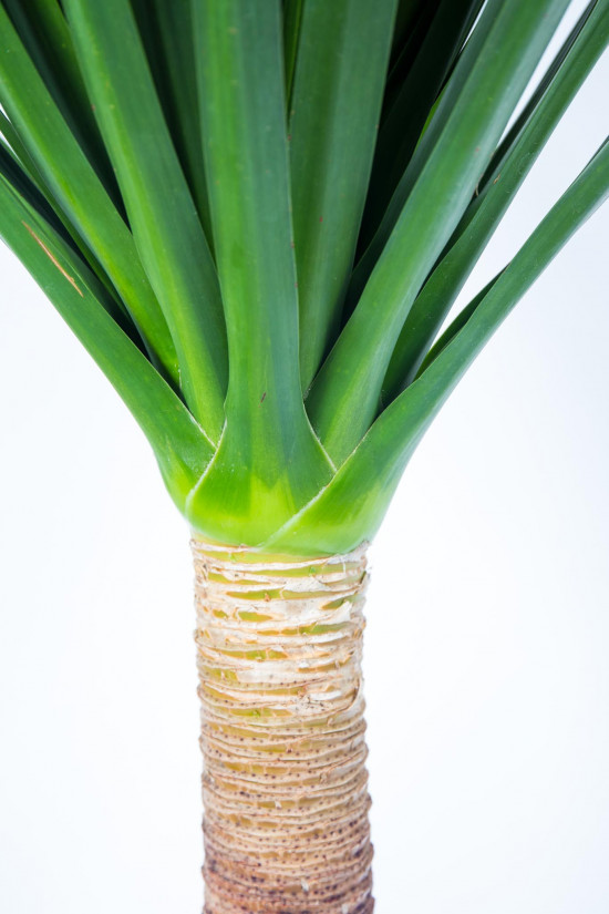 Dračinec dračí, Dracaena draco, průměr květináče 27 cm-17546