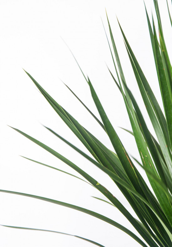 Dračinec dračí, Dracaena draco, průměr květináče 27 cm-17547