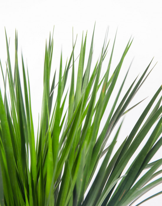 Dračinec dračí, Dracaena draco, průměr květináče 27 cm-17548