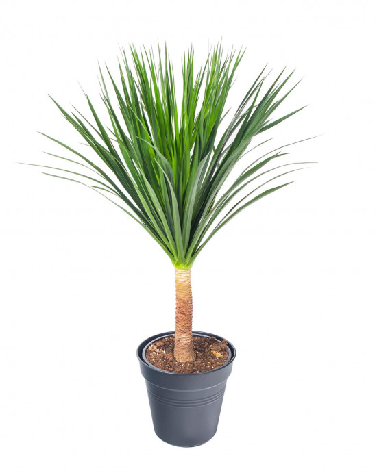 Dračinec dračí, Dracaena draco, průměr květináče 27 cm-17549