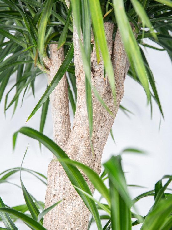 Dračinec reflexa, Dracaena Anita, dvoupatrová na kmínku, průměr květináče 32 cm-12010