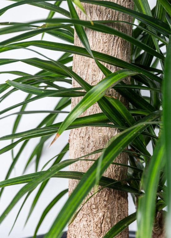 Dračinec reflexa, Dracaena Anita, dvoupatrová na kmínku, průměr květináče 32 cm-12011