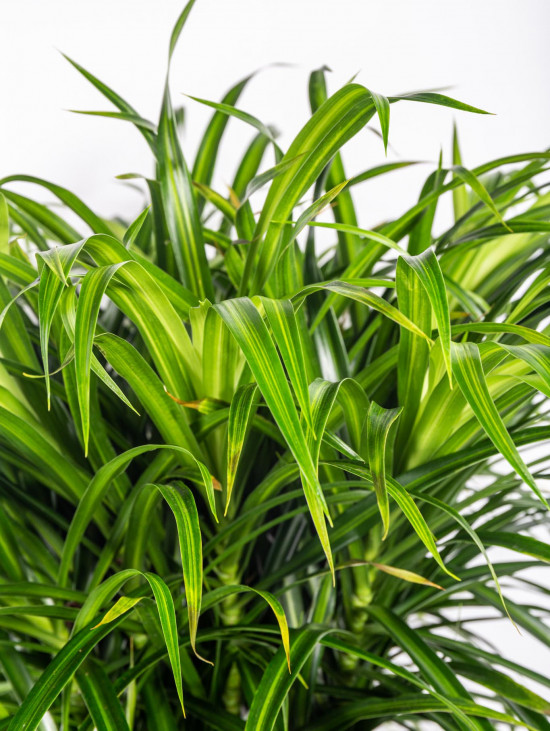 Dračinec reflexa, Dracaena Anita, dvoupatrová na kmínku, průměr květináče 32 cm-12012