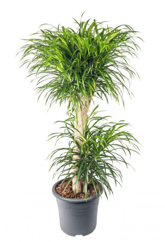 Dračinec reflexa, Dracaena Anita, dvoupatrová na kmínku, průměr květináče 32 cm-12013