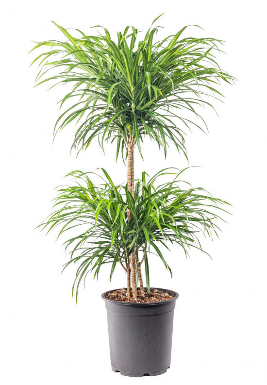 Dračinec reflexa, Dracaena Anita, dvoupatrová vícekmenná, průměr květináče 24 cm