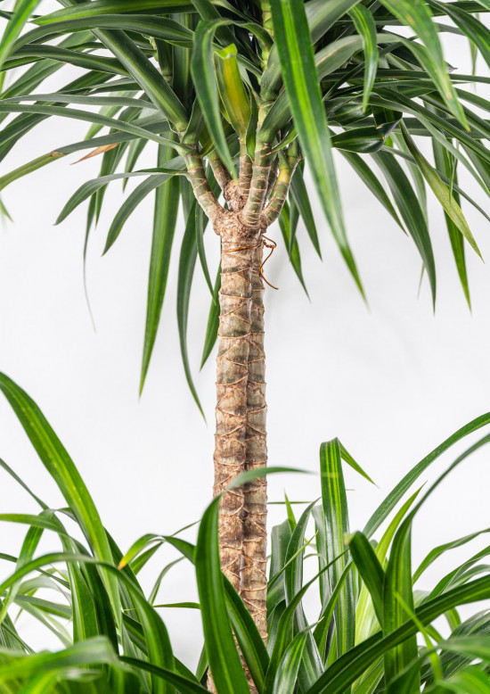 Dračinec reflexa, Dracaena Anita, dvoupatrová vícekmenná, průměr květináče 24 cm-12051
