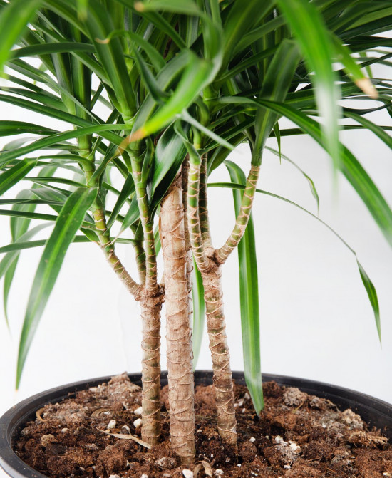Dračinec reflexa, Dracaena Anita, dvoupatrová vícekmenná, průměr květináče 24 cm-12052
