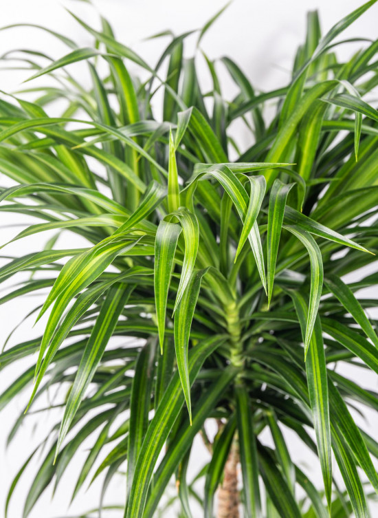 Dračinec reflexa, Dracaena Anita, dvoupatrová vícekmenná, průměr květináče 24 cm-12053