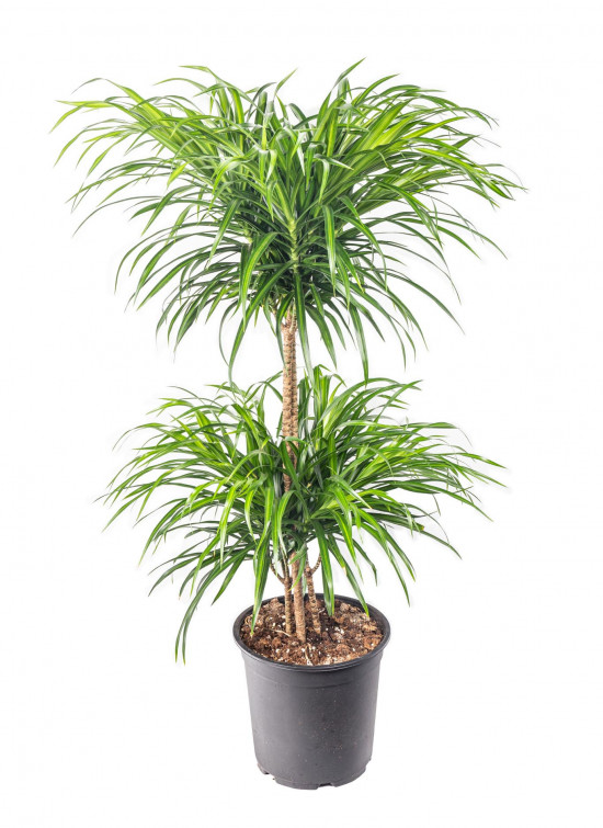Dračinec reflexa, Dracaena Anita, dvoupatrová vícekmenná, průměr květináče 24 cm-12054