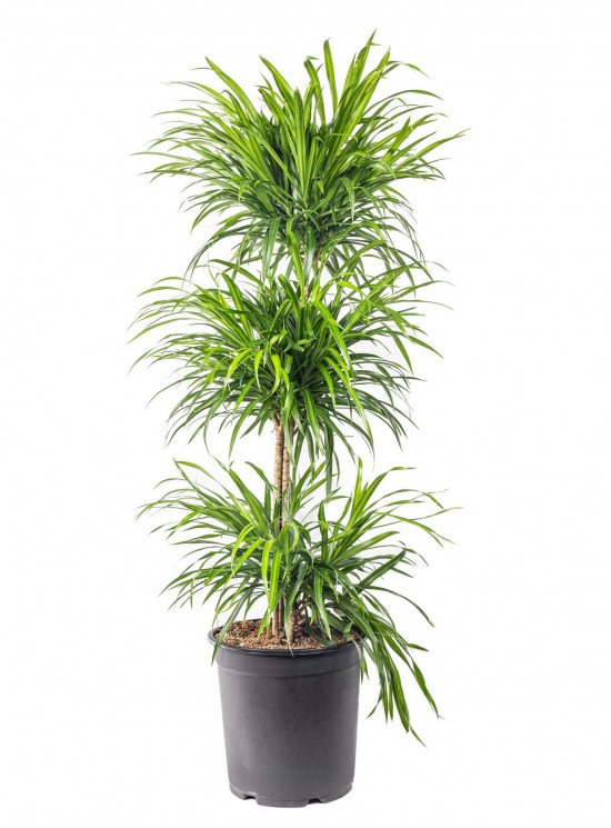 Dračinec reflexa, Dracaena Anita, třípatrová vícekmenná, průměr květináče 27 cm