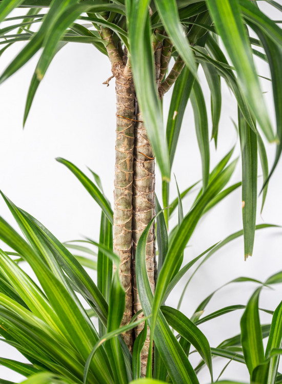 Dračinec reflexa, Dracaena Anita, třípatrová vícekmenná, průměr květináče 27 cm-12020