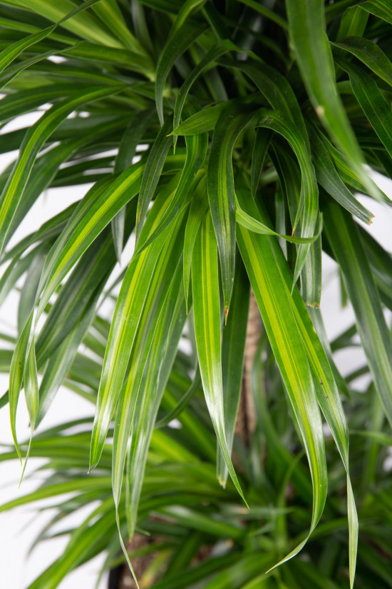 Dračinec reflexa, Dracaena Anita, třípatrová vícekmenná, průměr květináče 27 cm-12021