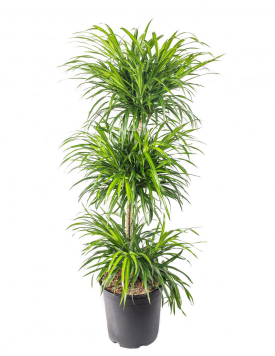 Dračinec reflexa, Dracaena Anita, třípatrová vícekmenná, průměr květináče 27 cm-12022
