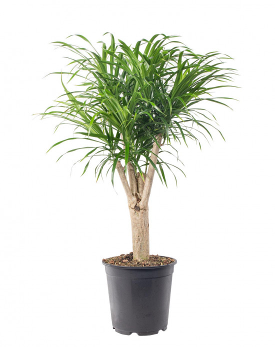 Dračinec reflexa, Dracaena Anita, větvená, průměr květináče 24 cm
