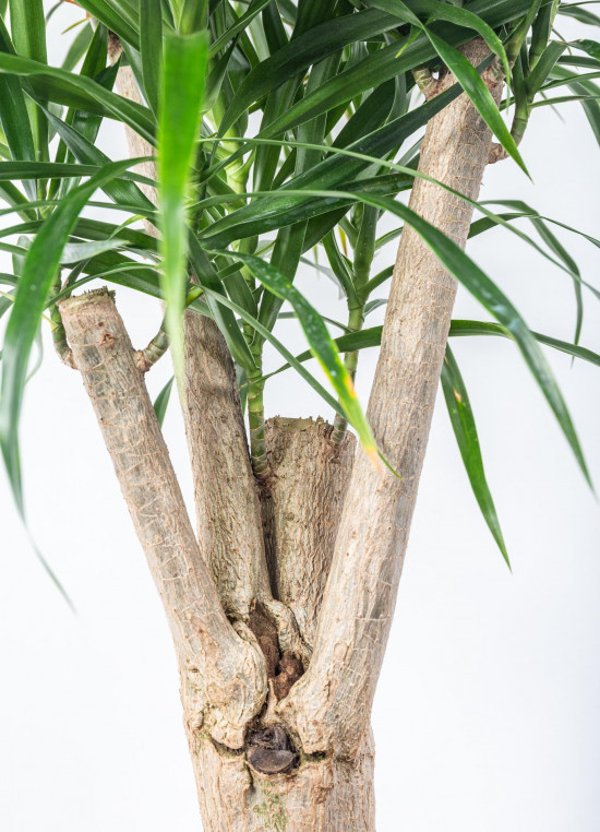 Dračinec reflexa, Dracaena Anita, větvená, průměr květináče 24 cm-12028