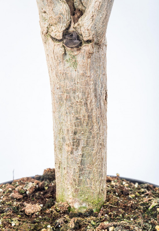 Dračinec reflexa, Dracaena Anita, větvená, průměr květináče 24 cm-12029