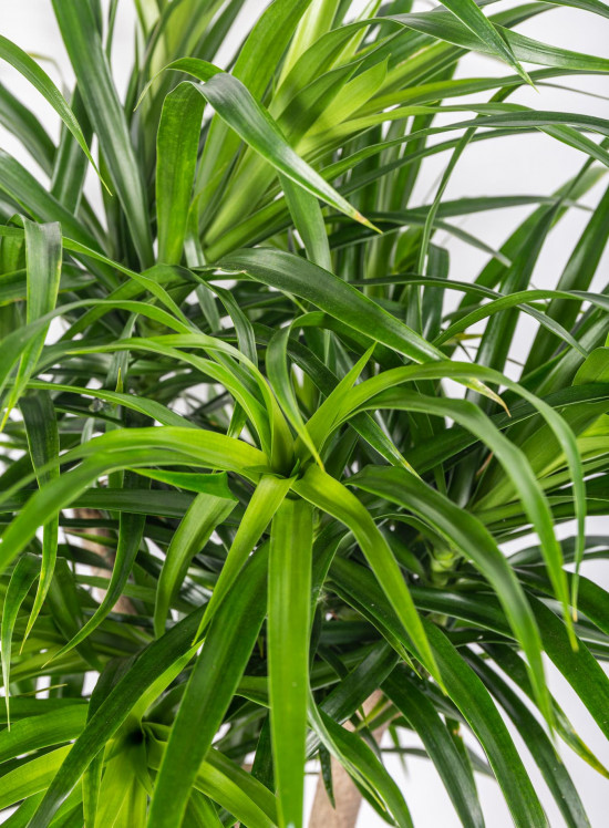Dračinec reflexa, Dracaena Anita, větvená, průměr květináče 24 cm-12030