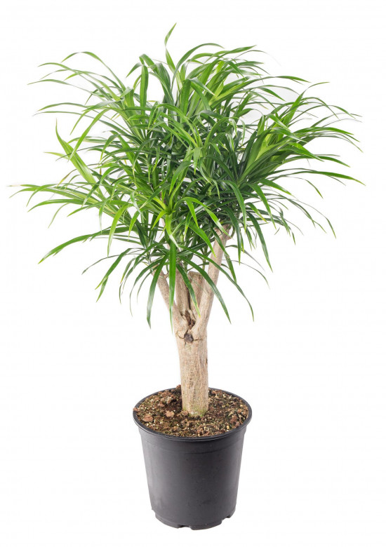 Dračinec reflexa, Dracaena Anita, větvená, průměr květináče 24 cm-12031