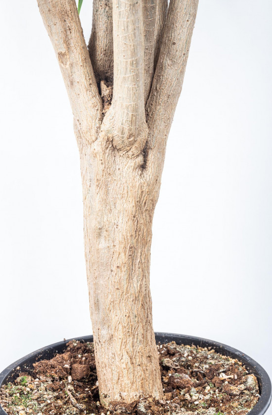 Dračinec reflexa, Dracaena Anita, větvená, průměr květináče 27 cm-12033