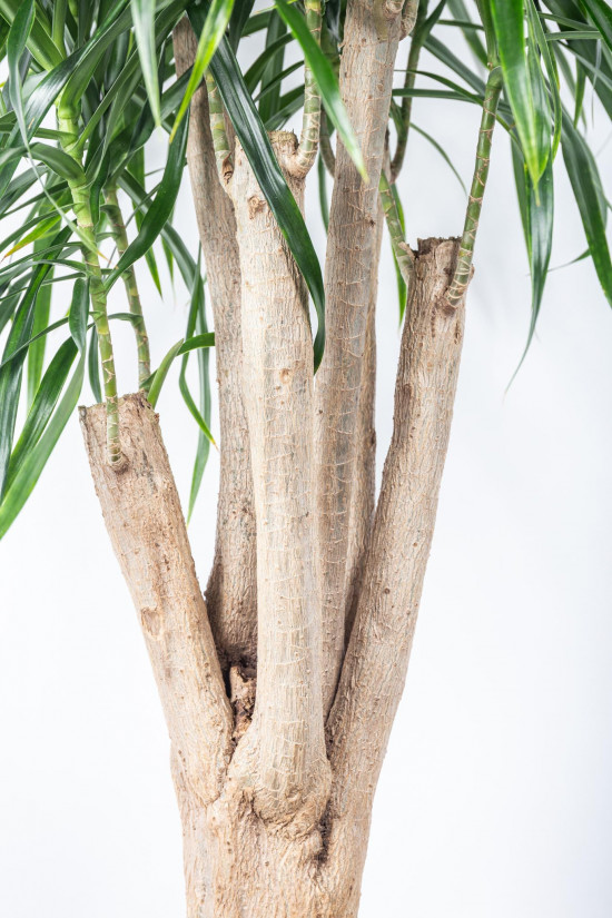 Dračinec reflexa, Dracaena Anita, větvená, průměr květináče 27 cm-12034