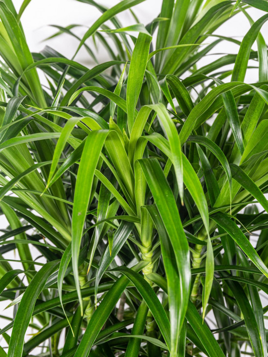 Dračinec reflexa, Dracaena Anita, větvená, průměr květináče 27 cm-12035