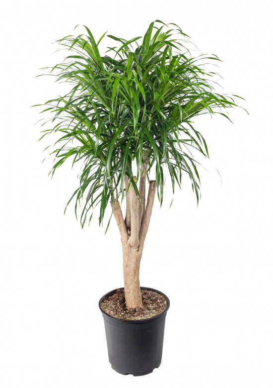 Dračinec reflexa, Dracaena Anita, větvená, průměr květináče 27 cm-12036