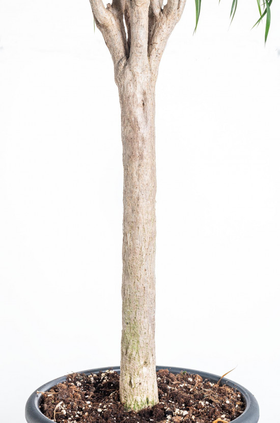 Dračinec reflexa, Dracaena Anita, větvená, průměr květináče 32 cm-12143