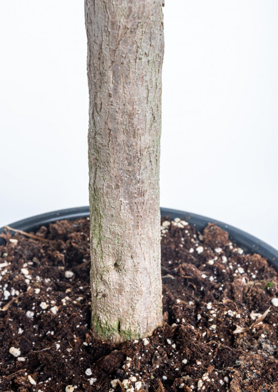 Dračinec reflexa, Dracaena Anita, větvená, průměr květináče 32 cm-12144