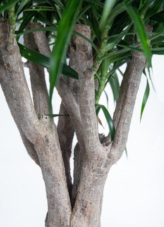 Dračinec reflexa, Dracaena Anita, větvená, průměr květináče 32 cm-12145