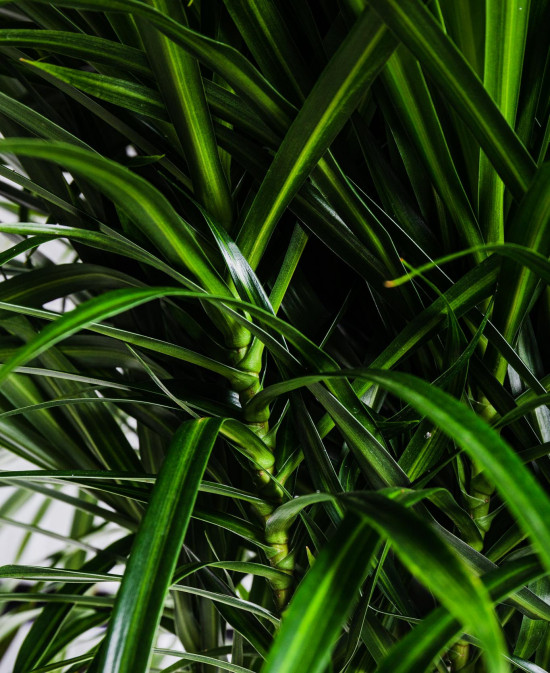 Dračinec reflexa, Dracaena Anita, větvená, průměr květináče 32 cm-12146