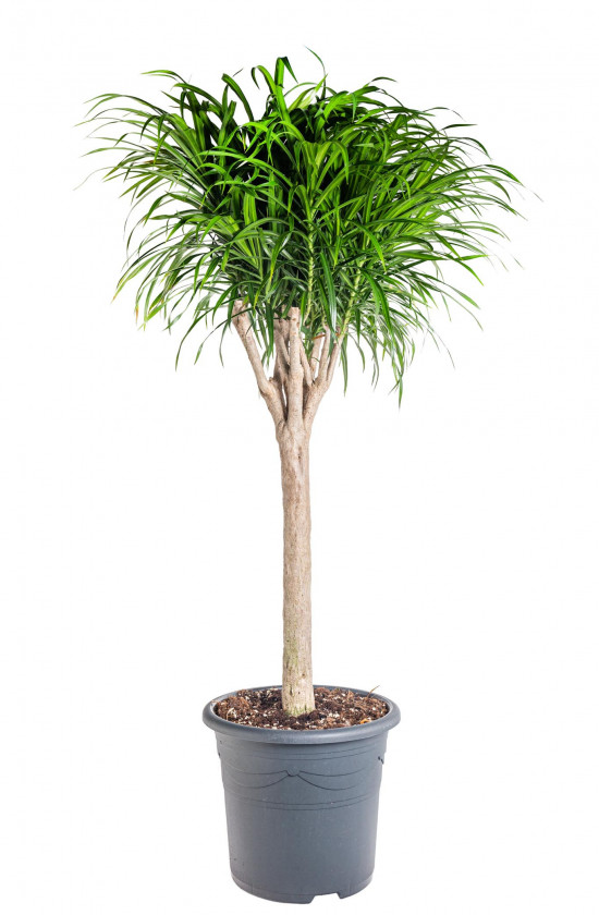 Dračinec reflexa, Dracaena Anita, větvená, průměr květináče 32 cm