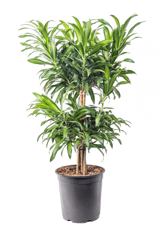 Dračinec reflexa, Dracaena Song of Costa Rica, průměr květináče 24 cm