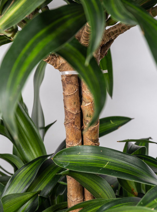 Dračinec reflexa, Dracaena Song of Costa Rica, průměr květináče 24 cm-12047