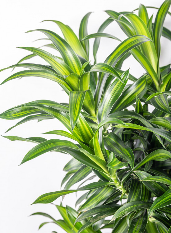 Dračinec reflexa, Dracaena Song of Costa Rica, průměr květináče 24 cm-12048