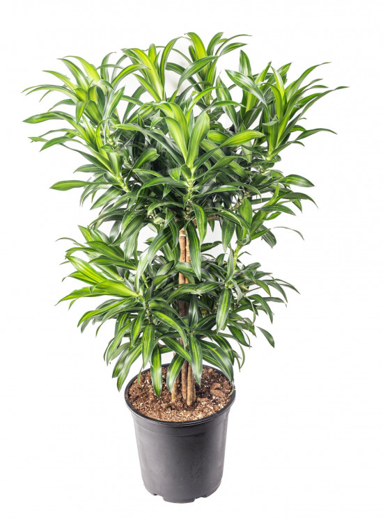 Dračinec reflexa, Dracaena Song of Costa Rica, průměr květináče 24 cm-12049
