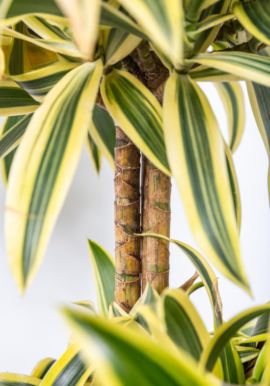 Dračinec reflexa, Dracaena Song of India, dvoupatrový, průměr květináče 24 cm-12038