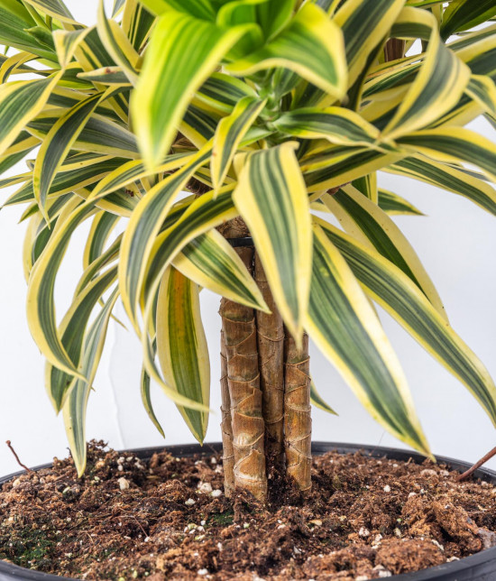 Dračinec reflexa, Dracaena Song of India, dvoupatrový, průměr květináče 24 cm-12039