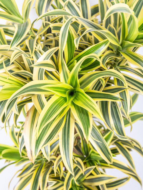 Dračinec reflexa, Dracaena Song of India, dvoupatrový, průměr květináče 24 cm-12040