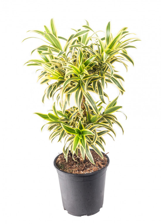 Dračinec reflexa, Dracaena Song of India, dvoupatrový, průměr květináče 24 cm-12041