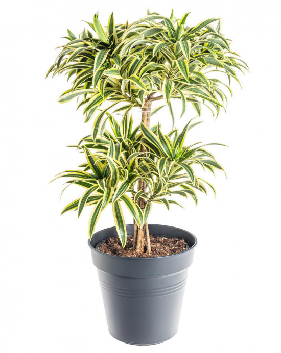 Dračinec reflexa, Dracaena Song of India, průměr květináče 24 cm-7487