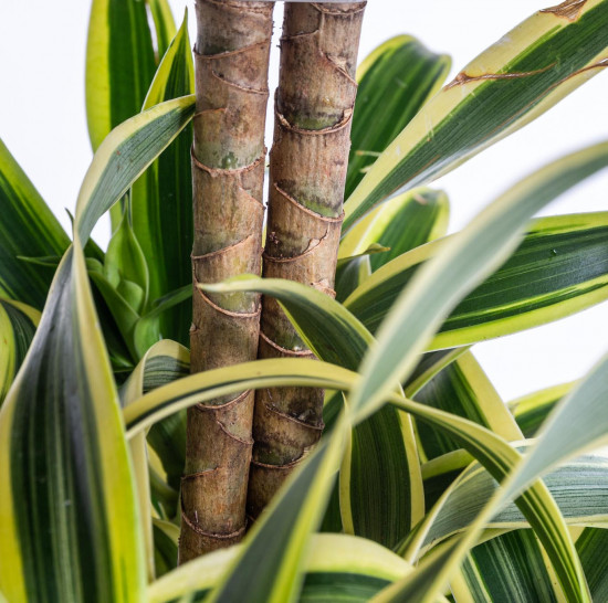 Dračinec reflexa, Dracaena Song of India, průměr květináče 24 cm-7488
