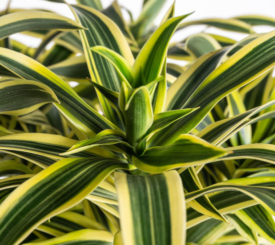 Dračinec reflexa, Dracaena Song of India, průměr květináče 24 cm-7489