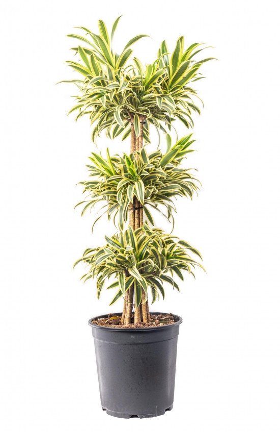 Dračinec reflexa, Dracaena Song of India, třípatrový, průměr květináče 27 cm