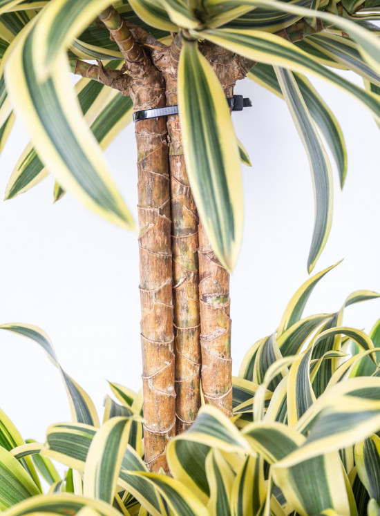 Dračinec reflexa, Dracaena Song of India, třípatrový, průměr květináče 27 cm-12043